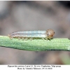 hipparchia syriaca larva12